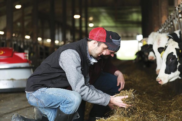 Organic dairy farmers using the Lely Juno automatic feeder to feed dairy cows.