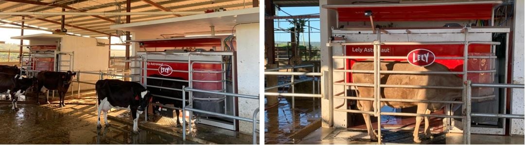 Espinosa Dairys Lely Astronaut A5 robotic milking systems