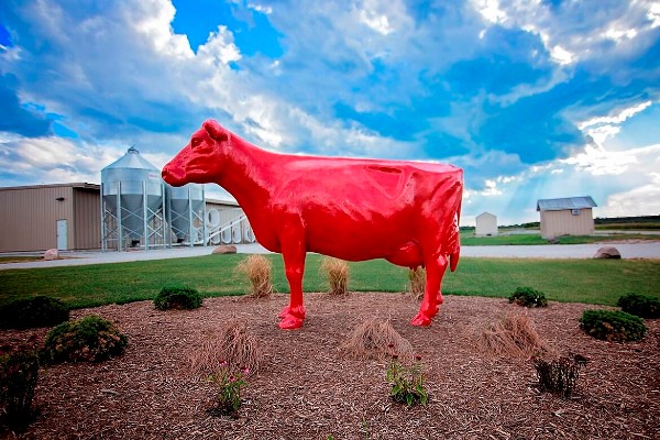 Lely Red Cow