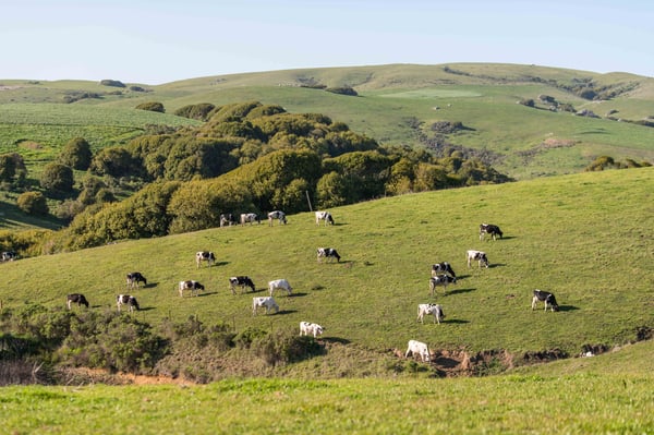 Robert Giacomini Dairy pasture