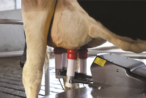 Cow udder in robot milking machine