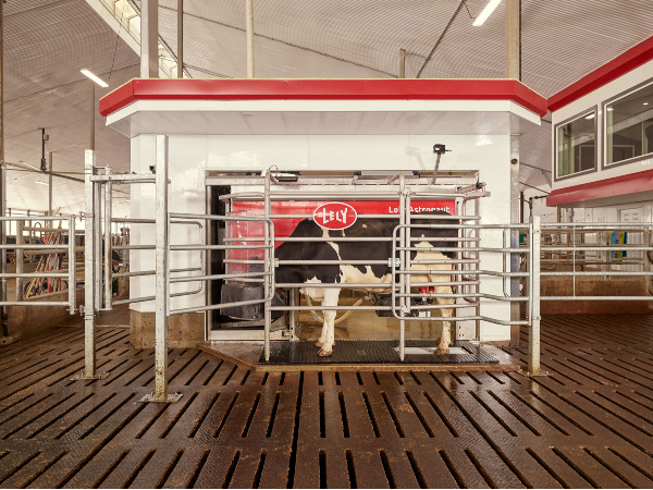 Dairy Cow being milked by Lely robotic milking machine.