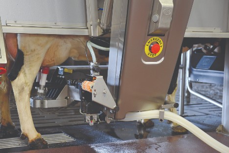 Dairy cow with robotic milking