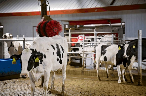Better dairy herd management and cow comfort is achieved when you choose Lely automatic milking solutions.