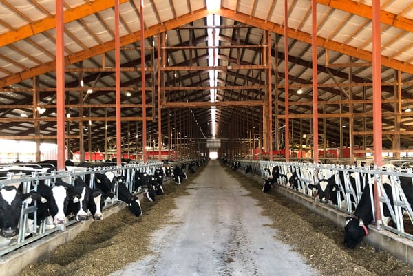 Four Cubs Farm dairy barn