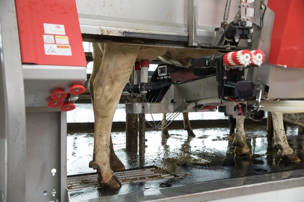 Lely Astronaut A5 robotic milking system 