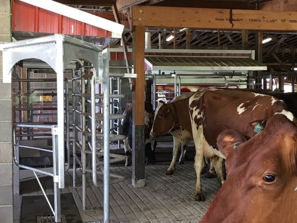 Lely Astronaut A4 robotic milking systems