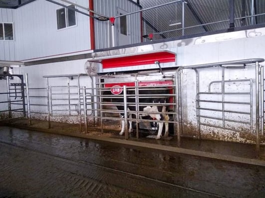 Lely Astronaut A5 robotic milking system