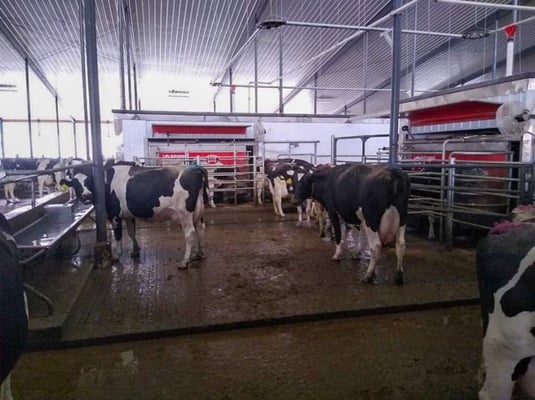 Lely Astronaut A5 robotic milking systems