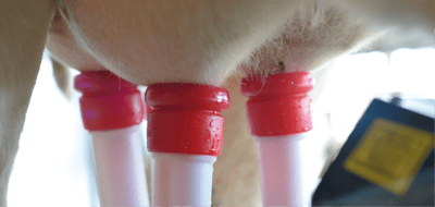 Lely silicone teat liners have impact on udder health and efficiency