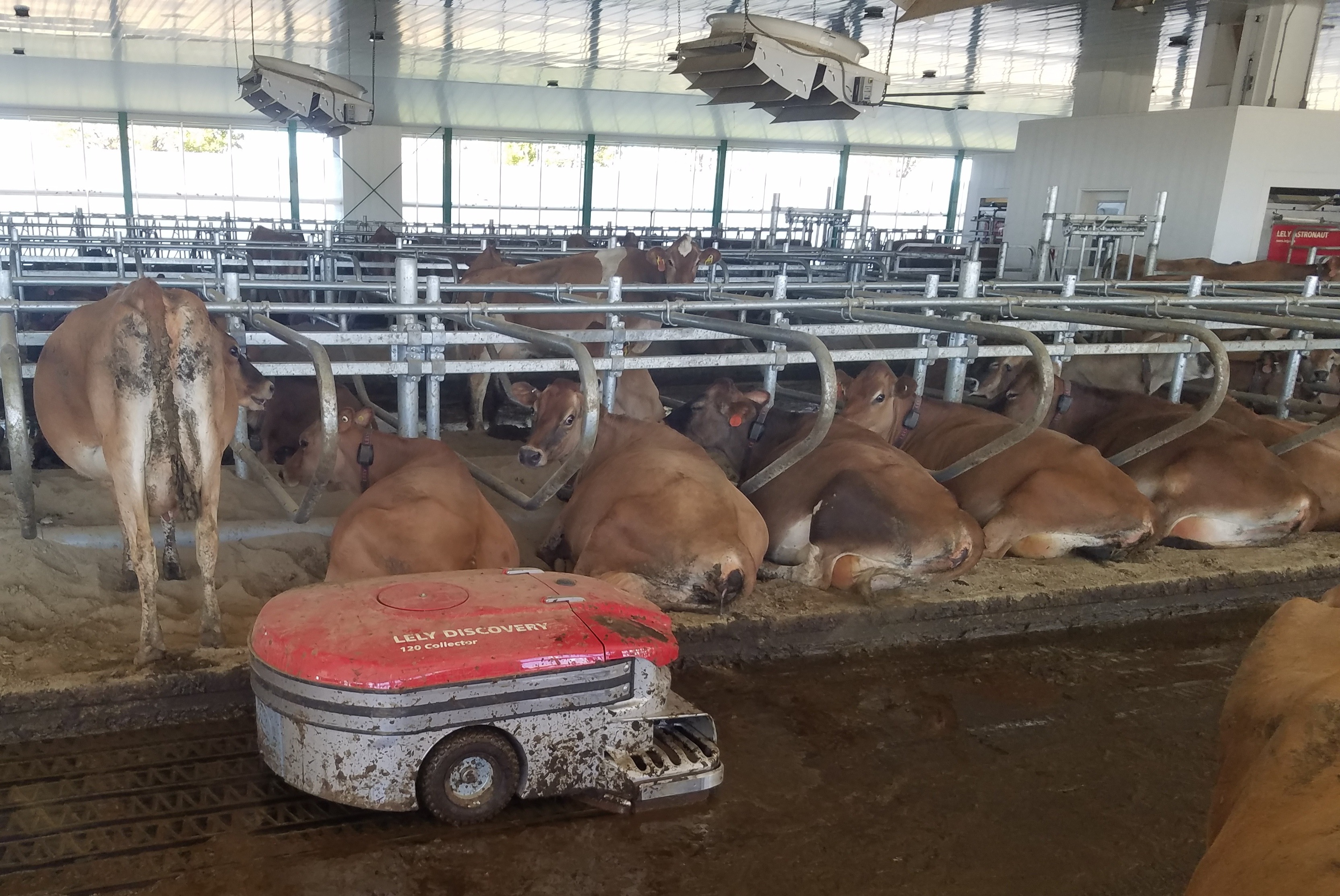 Lely Discovery 120 Collector mobile barn cleaner at Poulin Farms