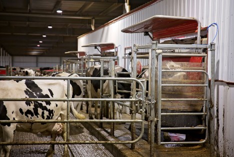 Dairy cows being milked by the Lely Astronaut A5 robotic milking machine.