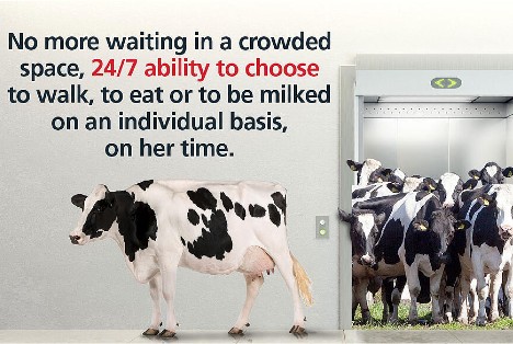 No more waiting in a crowded space, 24/7 ability to choose to walk, to eat or to be milked on an individual basis, on her time. 