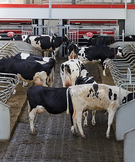Support natural cow flow and calm robot visits with free cow traffic.&nbsp;