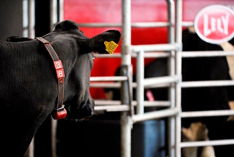 Dairy cow approaching Lely Astroanut robotic milking machine.