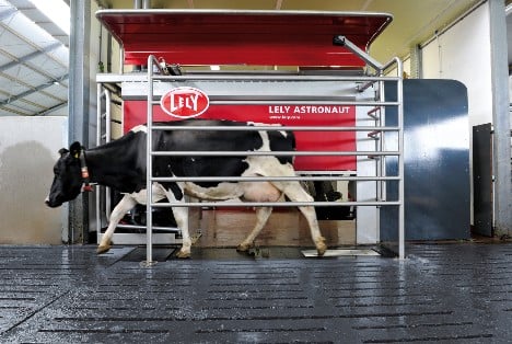 Dairy cow exiting Lely Astronaut A4 milking machine.