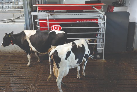 Dairy cows using Lely Astronaut robotic milking system