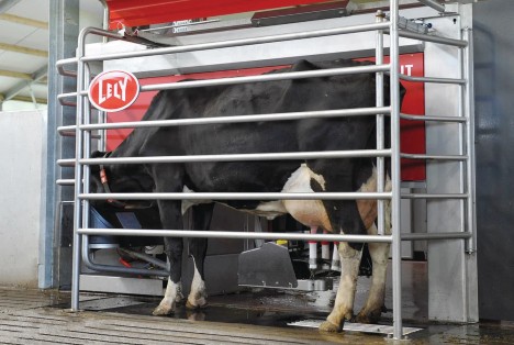 Dairy cow using Lely Astronaut A5 milking robot.