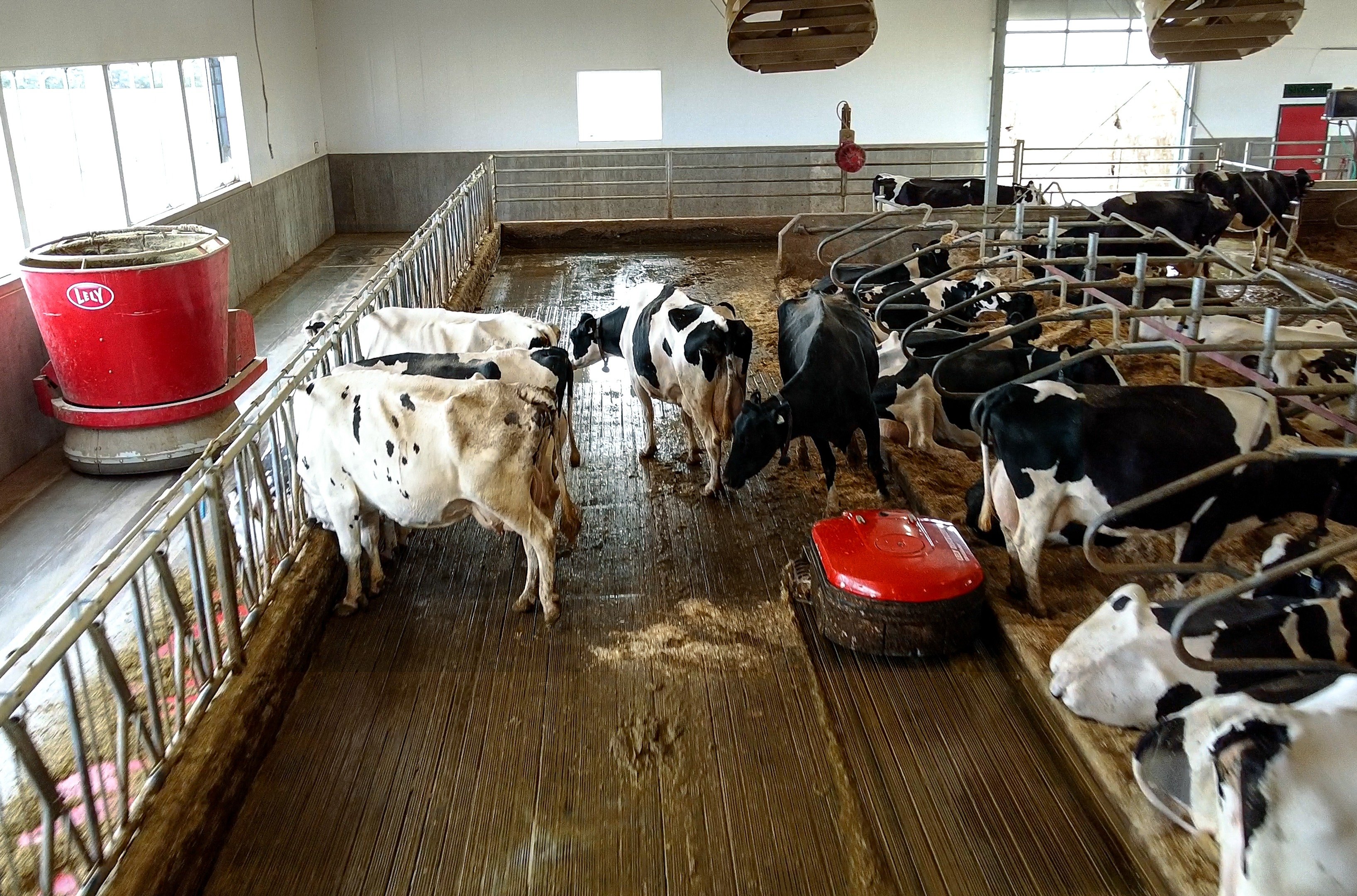 Buit Dairy paints its barn red with Lely robotic solutions