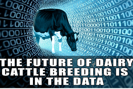 The Future of Dairy Cattle Breeding is in the Data