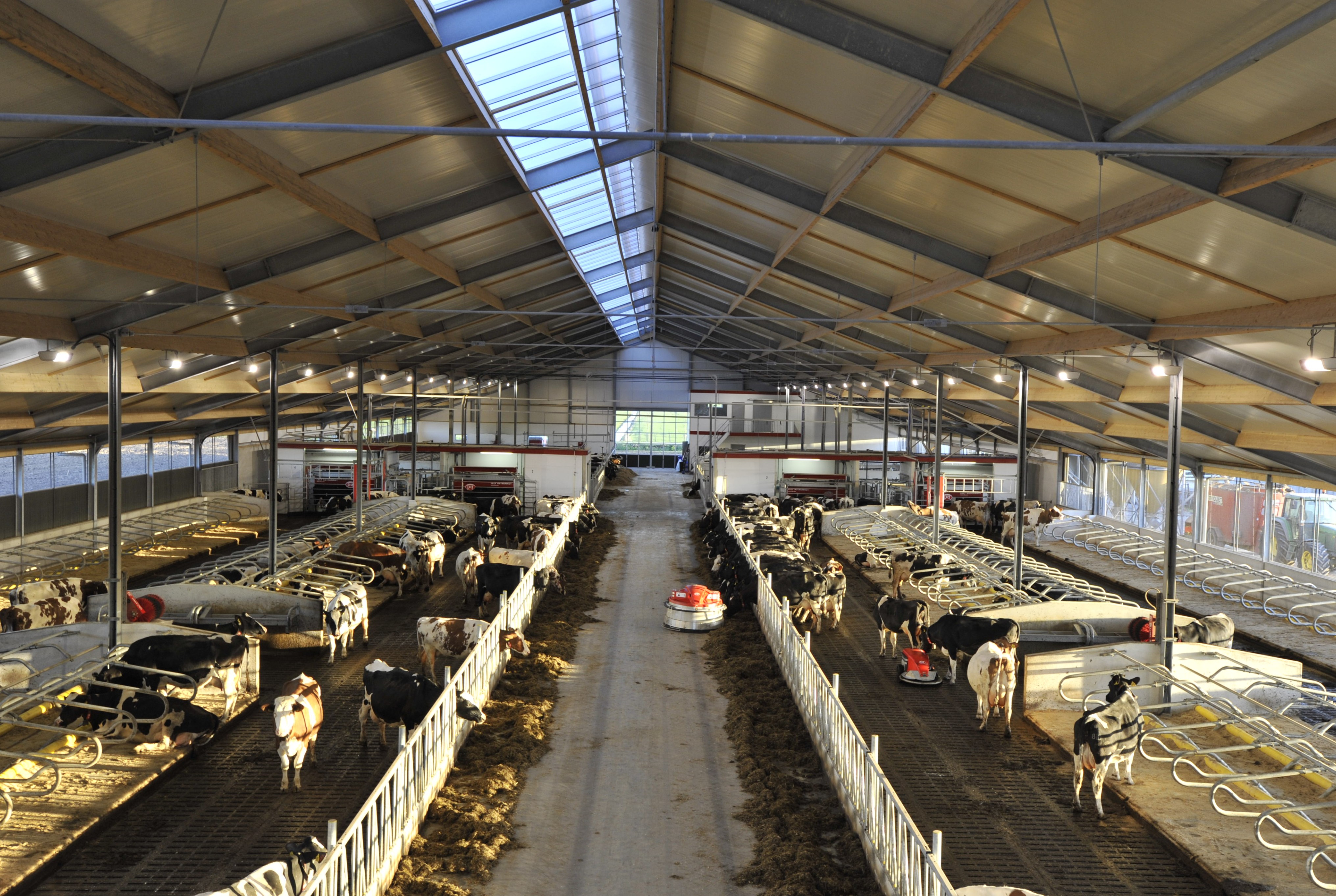 Dairy barn layout