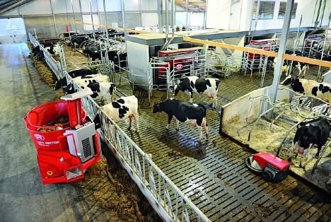 Dairy cows eating from Lely Vector automatic feeder