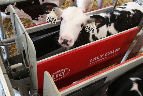 Calf using automatic Lely Calm Calf Feeder