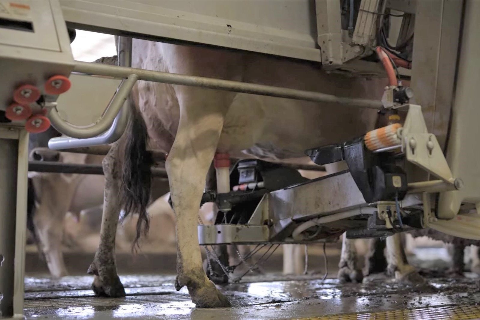 Lely Astronaut robotic milking system