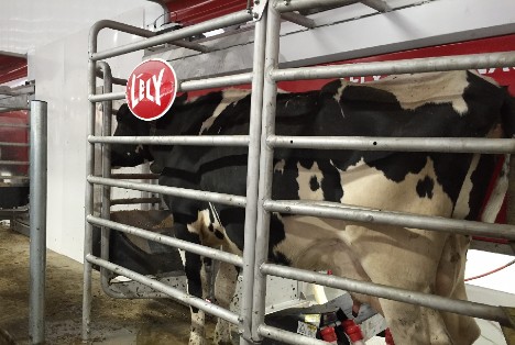 Dairy cow awaiting robotic milking