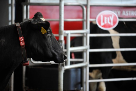 Dairy cows using Lely Astronaut robotic milking machine