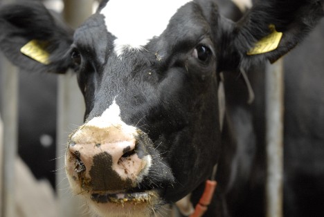 Dairy cow awaiting robotic milking.