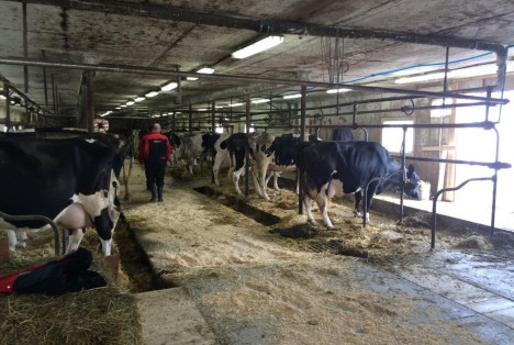 Dairy barn