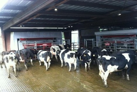 Dairy cows going through automatic milking machines.