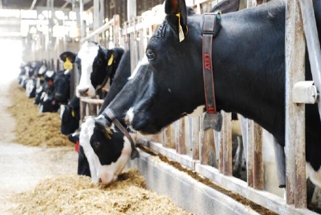 Dairy cows eating according to DairyWise Lean principles.