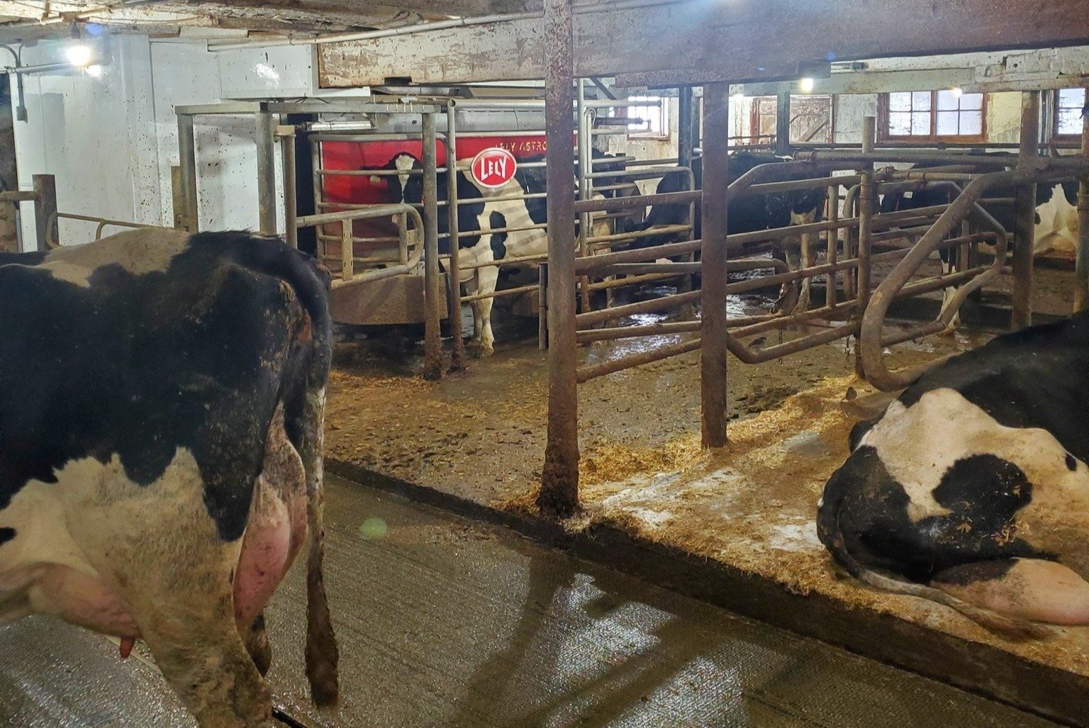 Wagholm Farms Lely Astronaut A4 robotic milking system