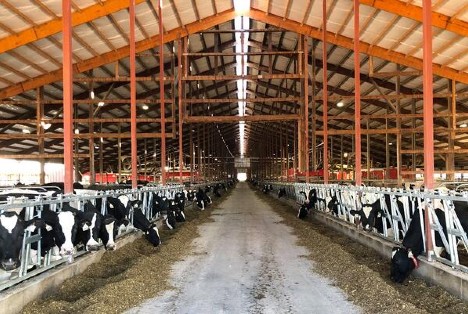 Four Cubs Farm's retrofitted barn houses 16 Lely Astronaut A4s that milk almost 1,000 cows.