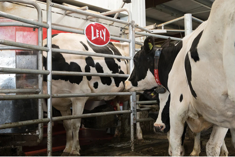 Robot barn using free cow traffic