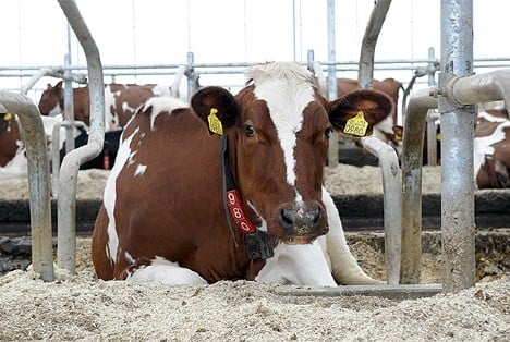 Dairy cows avoiding heat stress