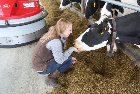 Flory family member checks on dairy cows being fed by Juno automatic feed pusher.