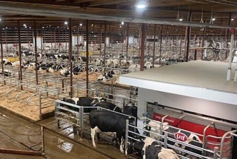 Horsens Homestead Dairy houses 12 Lely Astronaut A5 robotic milking systems