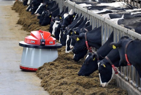 Dairy cows eating from Lely Juno automatic feeder system