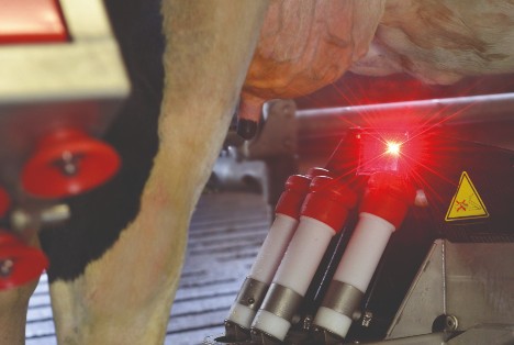 Laser under cow