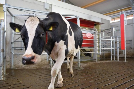 Dairy cow exiting Lely robotic milker.