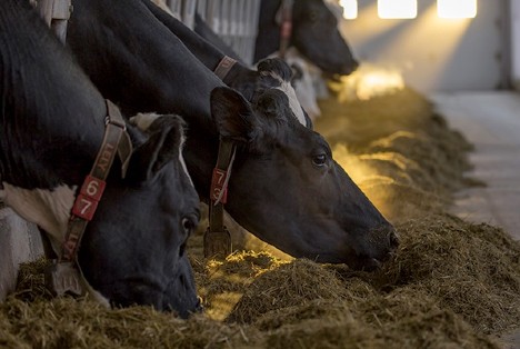 Dairy cows eating total mixed rations