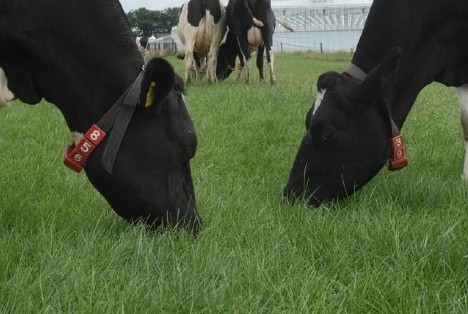 Dairy cows grazing with assistance from the Lely Grazeway selection box.