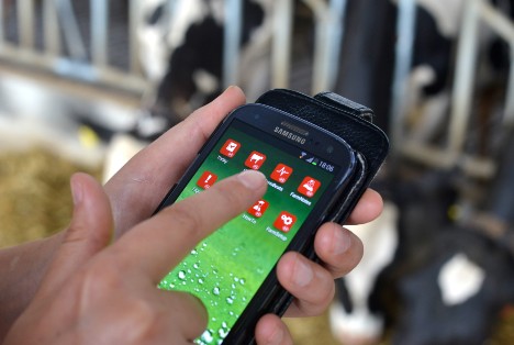 Dairy producer using the Lely T4C management system on a mobile device for information on his dairy farm. 