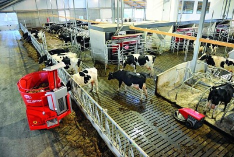 Dairy cows eating fro a Lely Vector automatic feeding system.