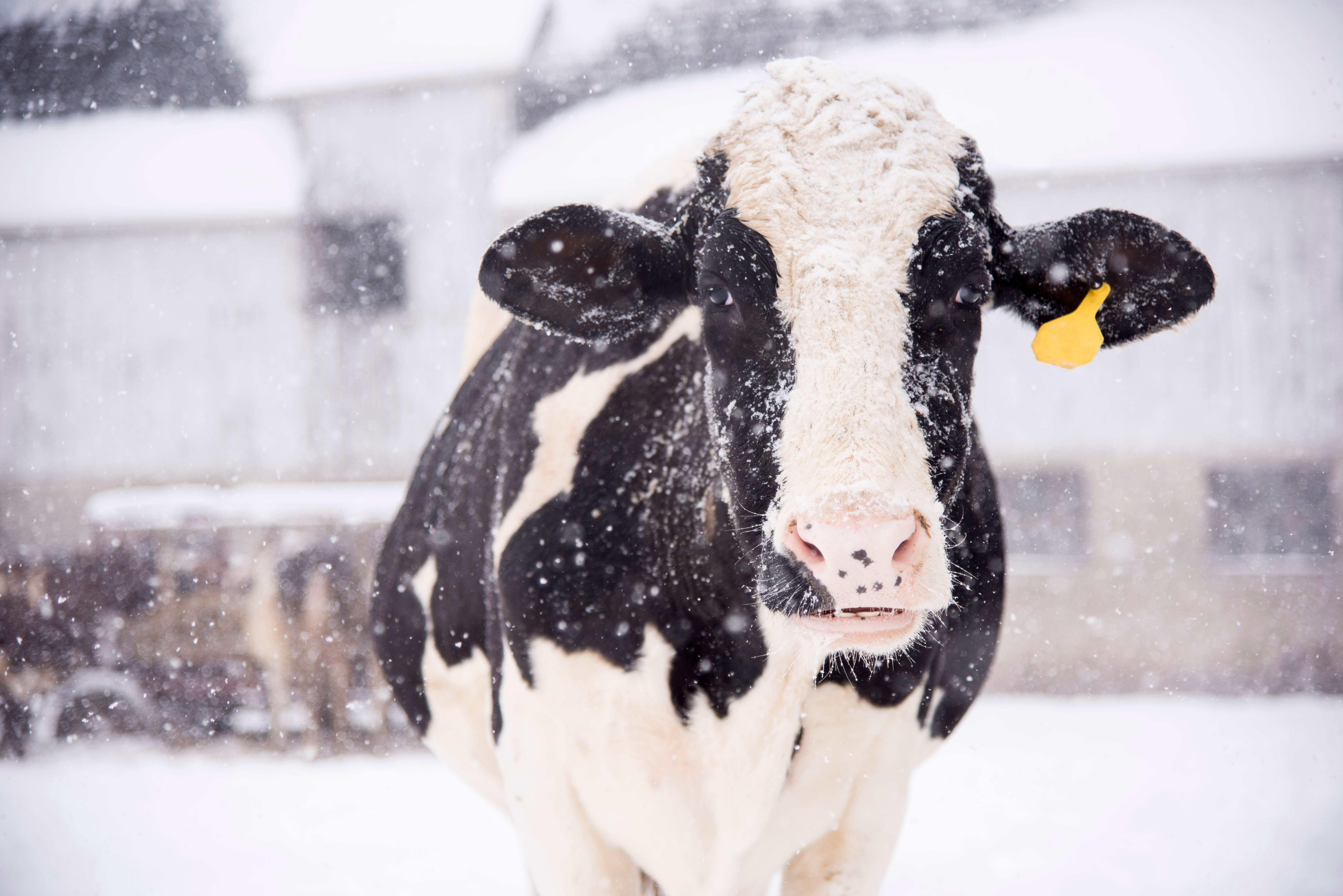 Lely winter tips for milking robots