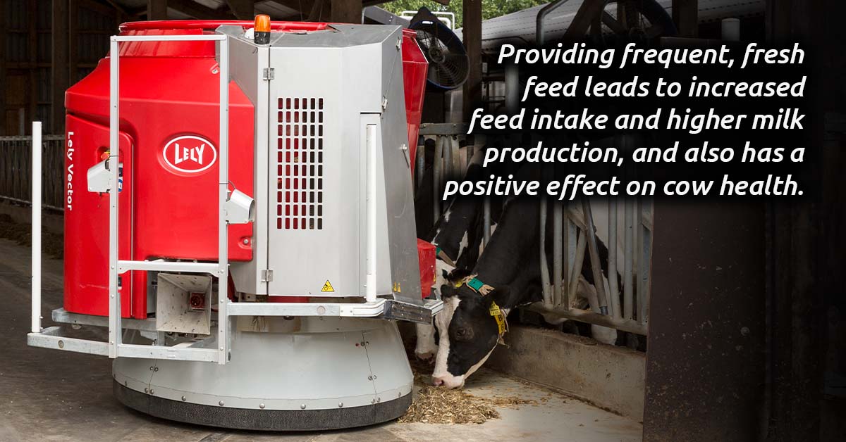 Dairy cows being fed by the Lely Juno feed pusher.