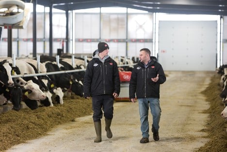 Miltrim farms team members walking through the automated dairy barn